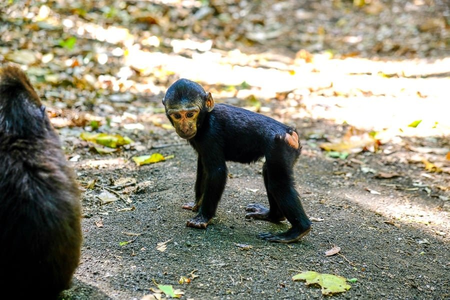 Mono bebé en la Reserva Natural de Tangkoko en Sulawesi, Indonesia