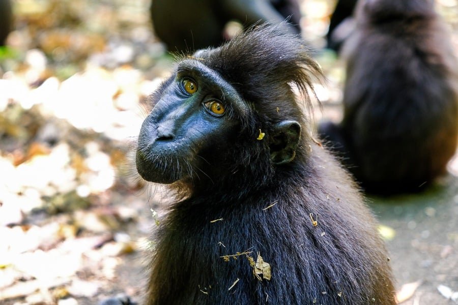 Mono en la Reserva Natural del Parque Nacional Tangkoko en Sulawesi, Indonesia