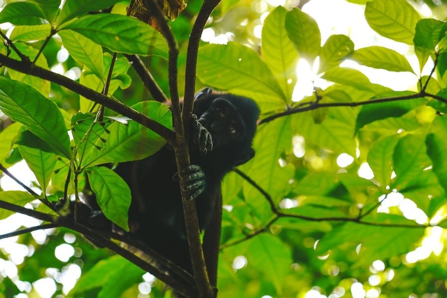 Mono en un árbol en la Reserva Natural del Parque Nacional Tangkoko en Sulawesi, Indonesia