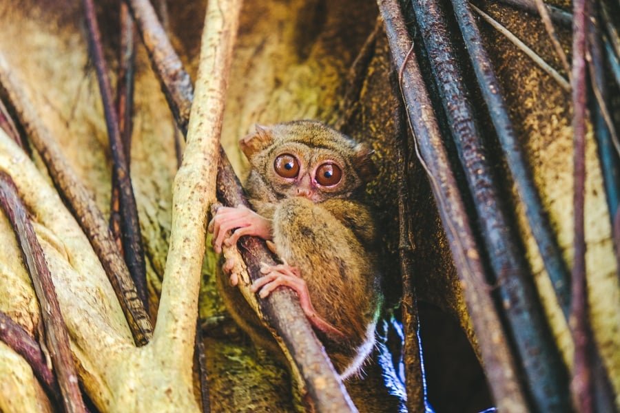 Tarsero en la rama de un árbol en la Reserva Natural del Parque Nacional Tangkoko en Sulawesi, Indonesia