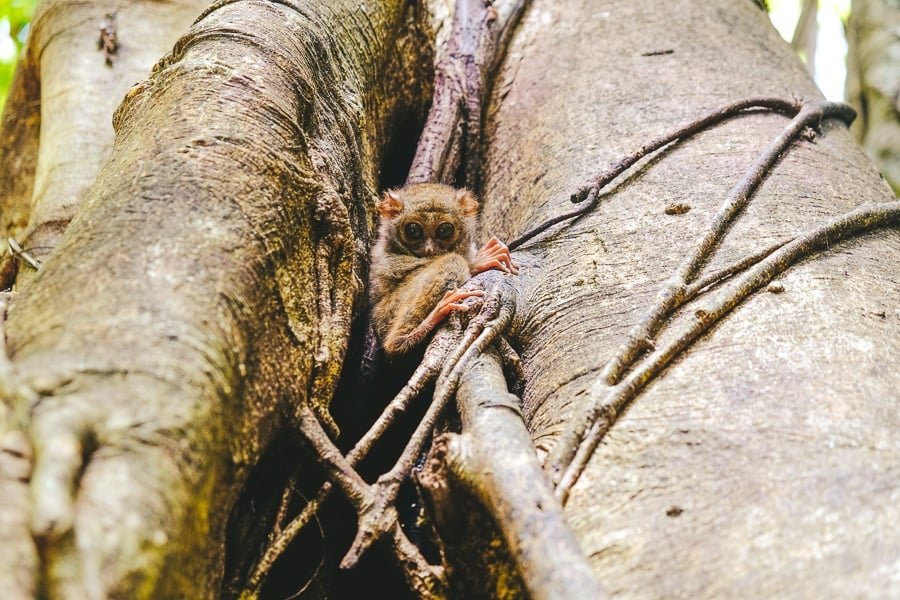 Tarsero en un árbol en la Reserva Natural del Parque Nacional Tangkoko en Sulawesi, Indonesia