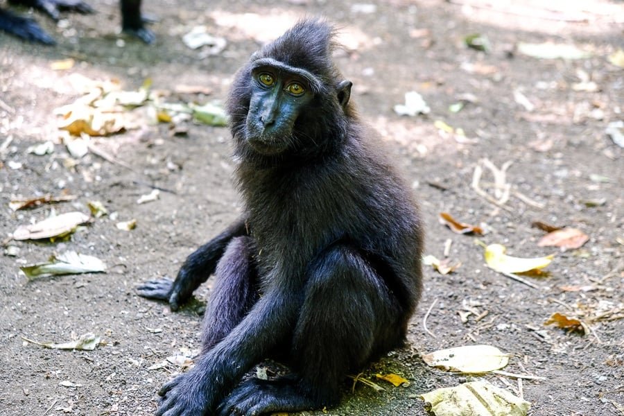 Mono en la Reserva Natural de Tangkoko en Sulawesi, Indonesia