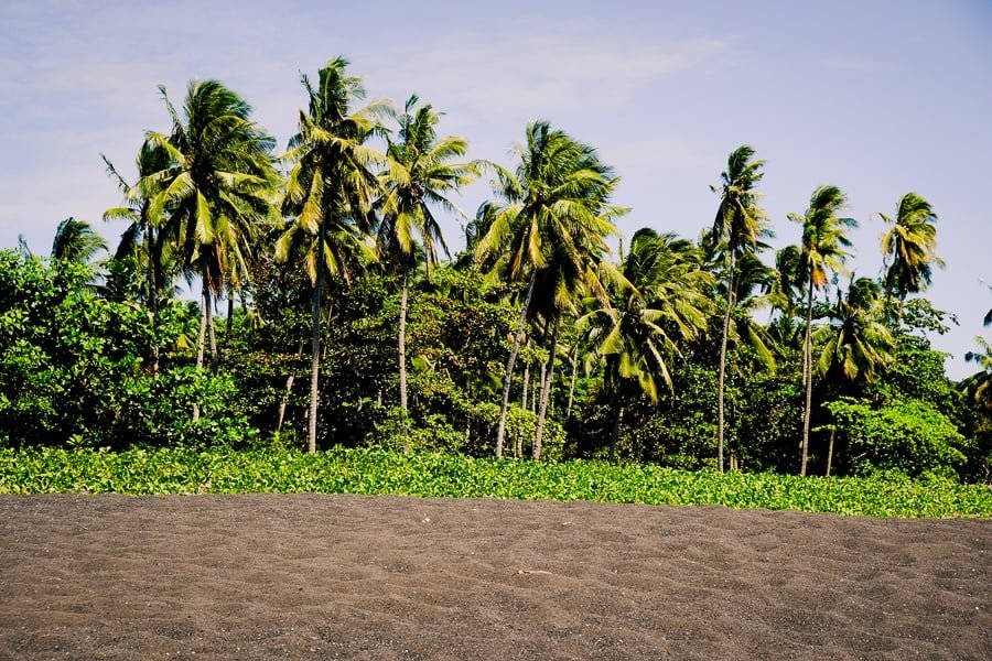 Palmeras en una playa de arena negra en la Reserva Natural de Tangkoko en Sulawesi, Indonesia