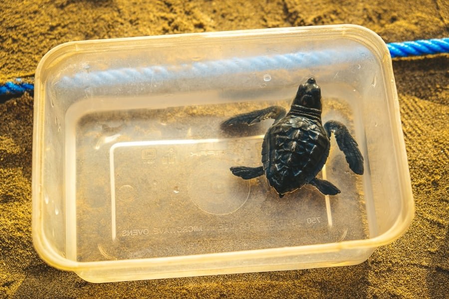 Liberación de crías de tortugas marinas en la playa de Kuta, Bali