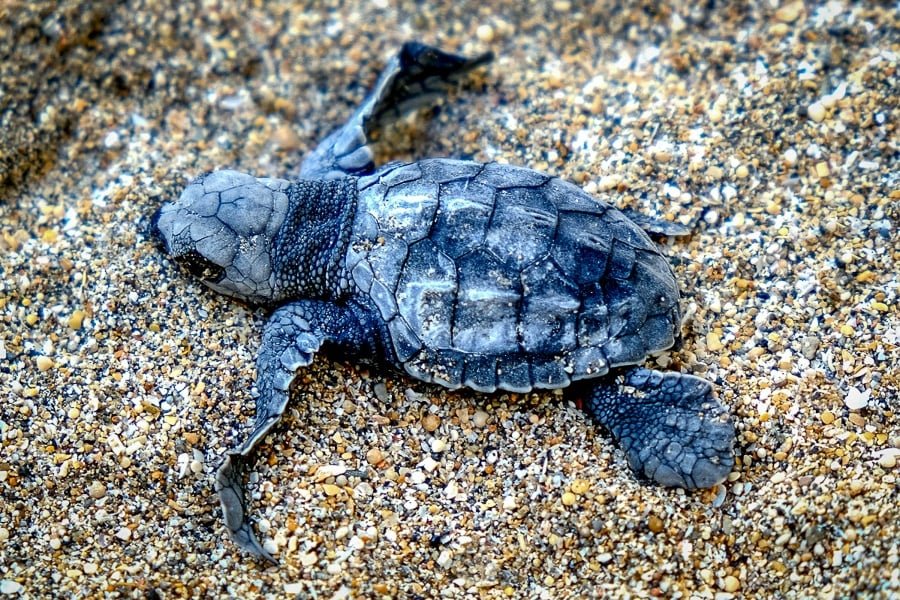 Liberación de crías de tortugas marinas en la playa de Kuta, Bali