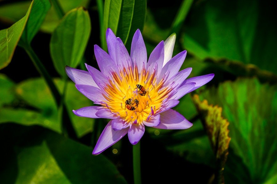 Flor de loto con abejas