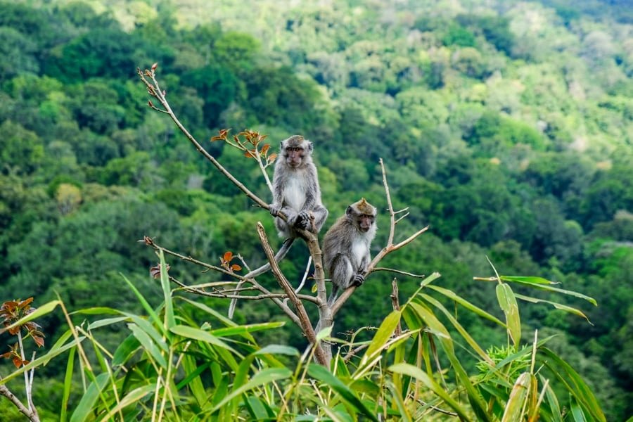 Monos en Munduk Bali