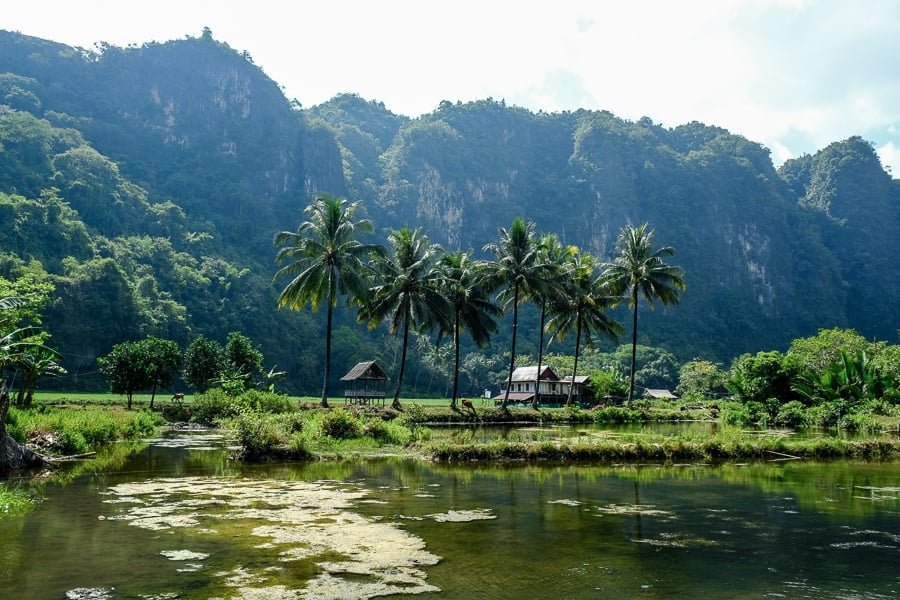 Palmeras y estanque del pueblo de Berua en Rammang Rammang Maros