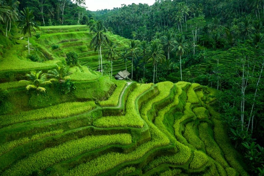 Bali fotos fotos imágenes tegalalang terraza de arroz Indonesia