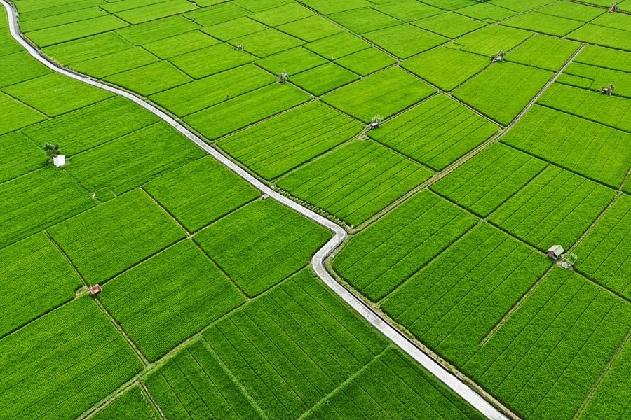 Vista por drones de los campos de arroz cerca de Sanur, Bali
