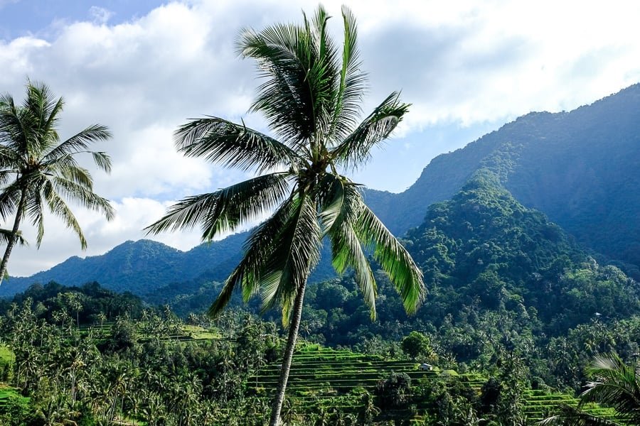 Terrazas de arroz, palmeras y montañas de Sekumpul en el norte de Bali