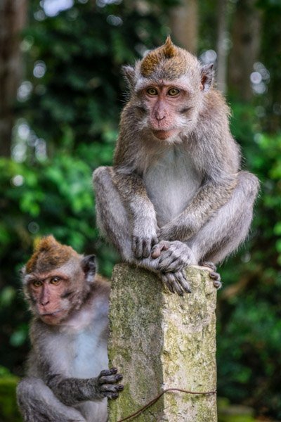 Monos de Bali en el Bosque de Monos Sangeh