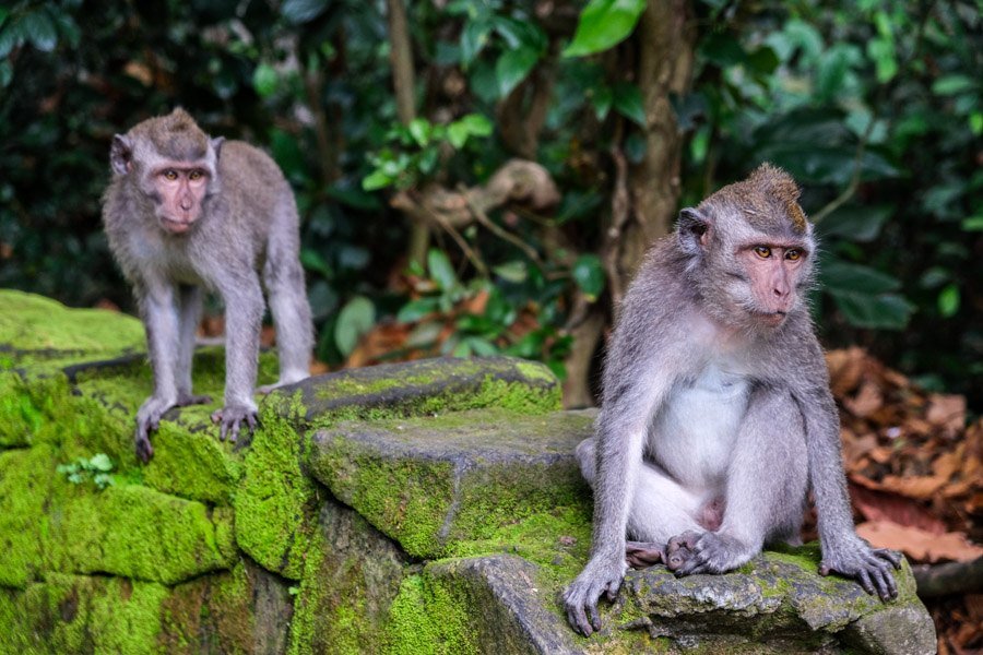 Monos de Bali en Sangeh