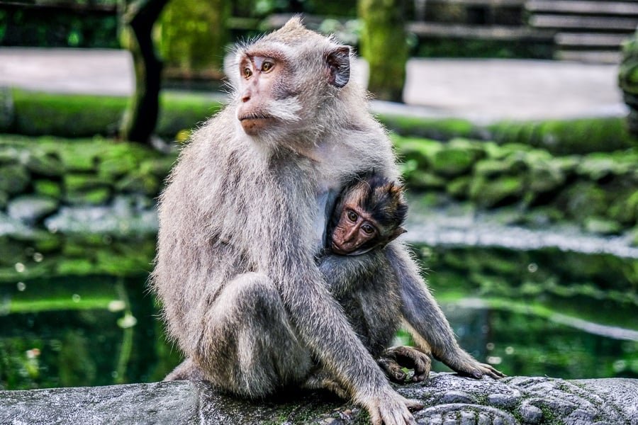 Mamá mono y bebé mono