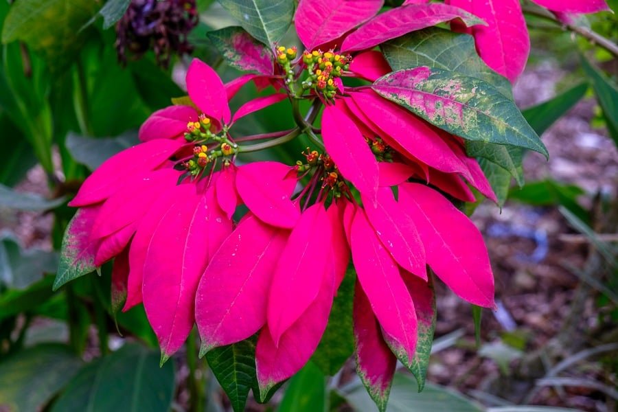 Coloridas flores rosadas en Wanagiri en la cascada Banyumala en Bali Cascadas gemelas