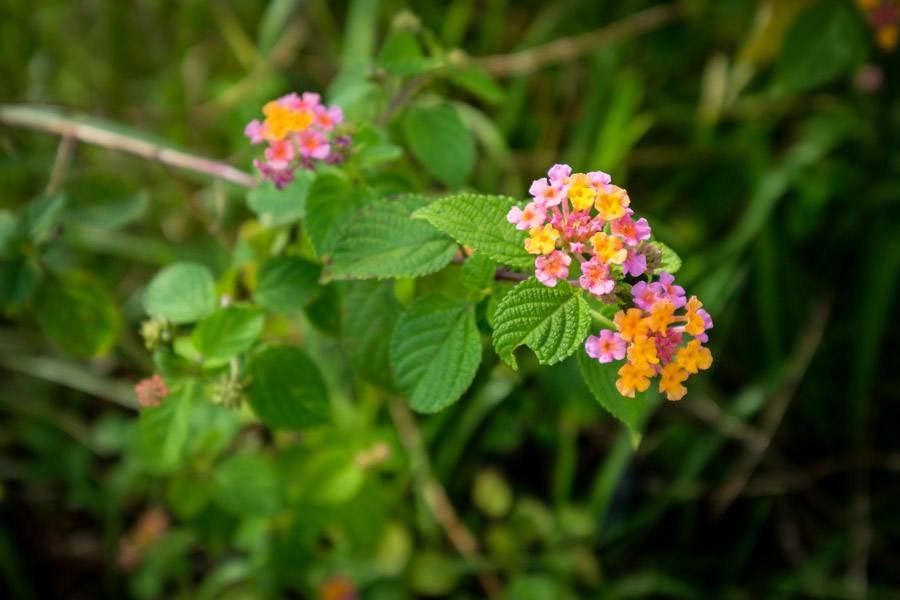 Coloridas flores en Bukit Teletubbies Hill en Nusa Penida Bali