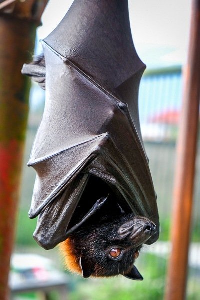 Murciélago zorro volador en el bosque de monos Alas Kedaton en Bali