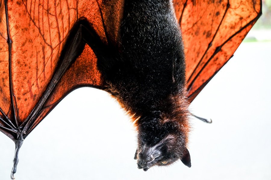 Murciélago zorro volador en el bosque de monos Alas Kedaton en Bali