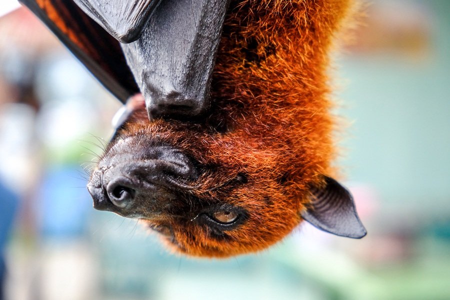 Murciélago zorro volador en el bosque de monos Alas Kedaton en Bali