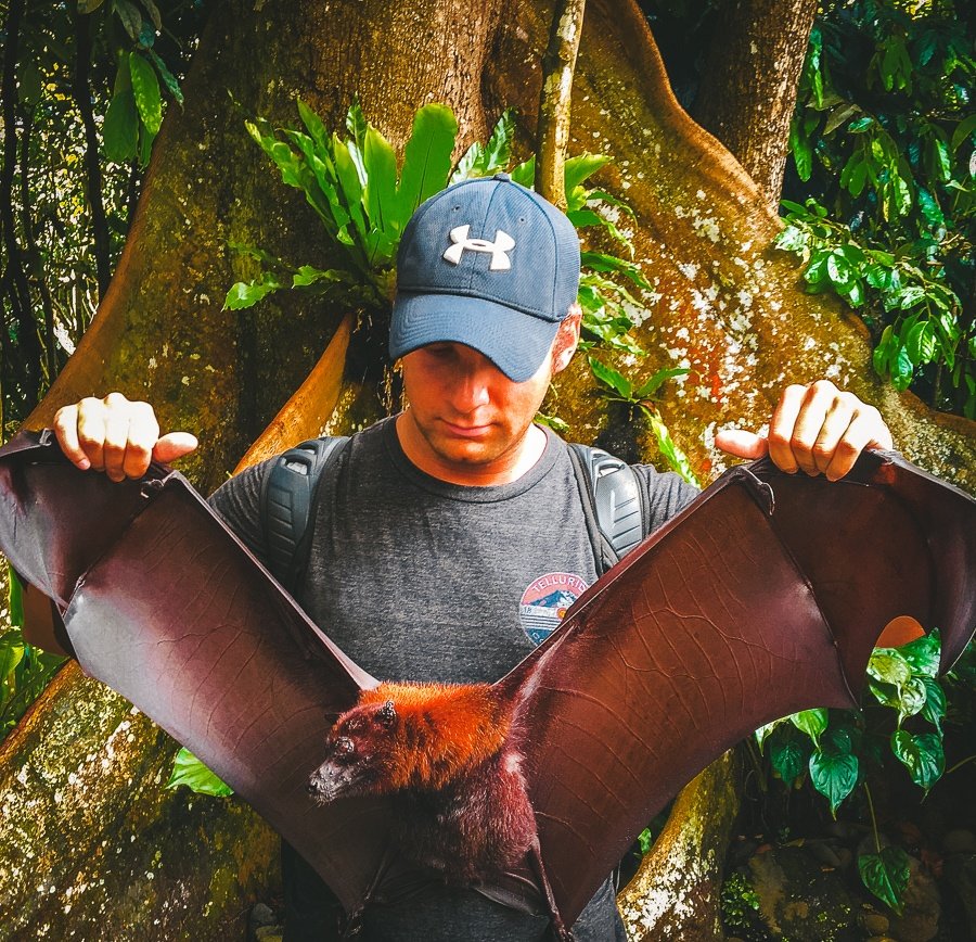 Un viajero sosteniendo un murciélago zorro volador en el bosque de monos Alas Kedaton en Bali