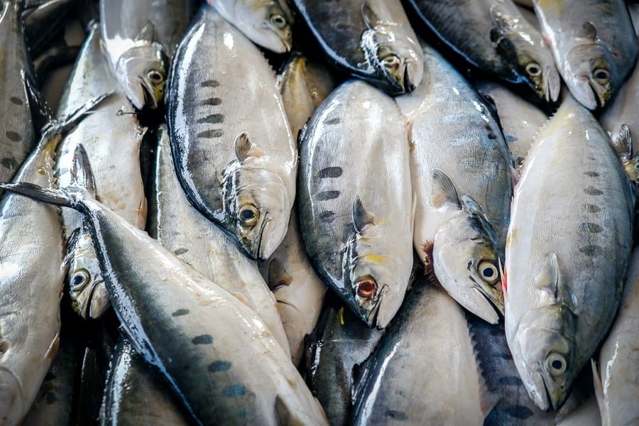 Mercado de pescado de Nakhl Barka en Omán