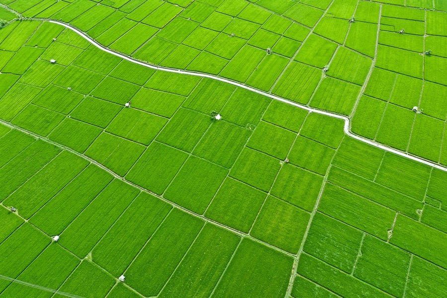 Vista por drones de campos de arroz verdes en Sanur, Denpasar en Bali