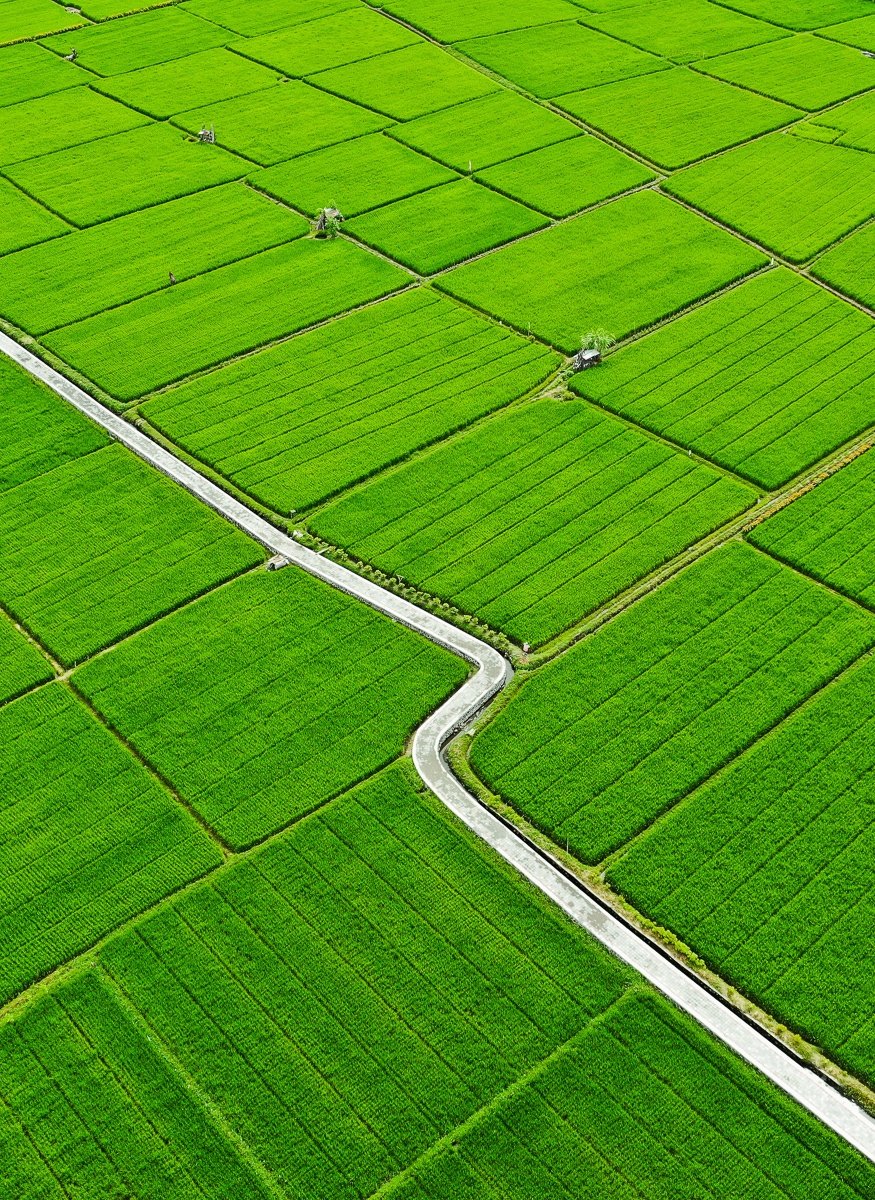 Vista por drones de campos de arroz verdes en Sanur, Denpasar en Bali