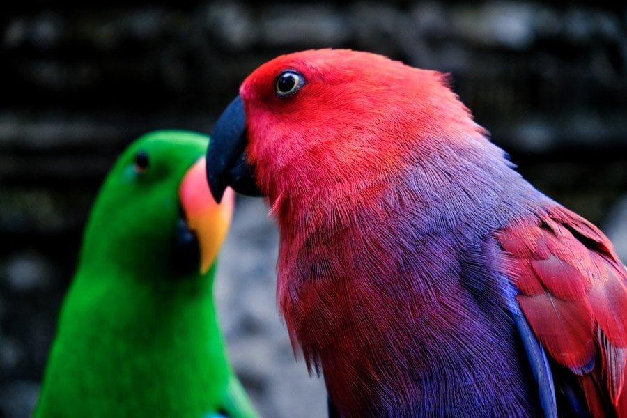 Loro rojo y loro verde en el zoológico de Bali