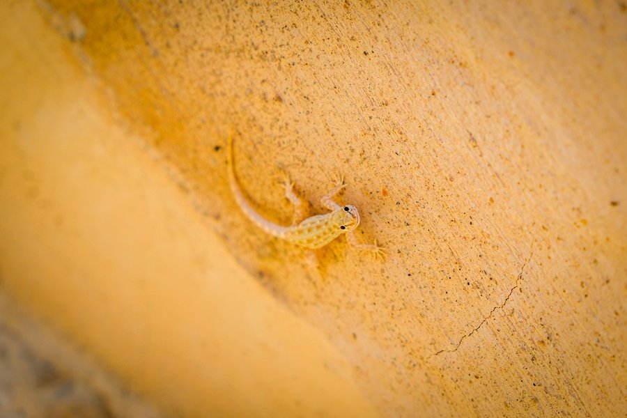 Pequeño lagarto en una pared en Nakhal Fort en Omán