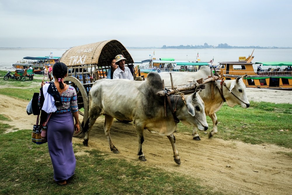 Carro de taxi con ganado cerca del ferry del río Irrawaddy