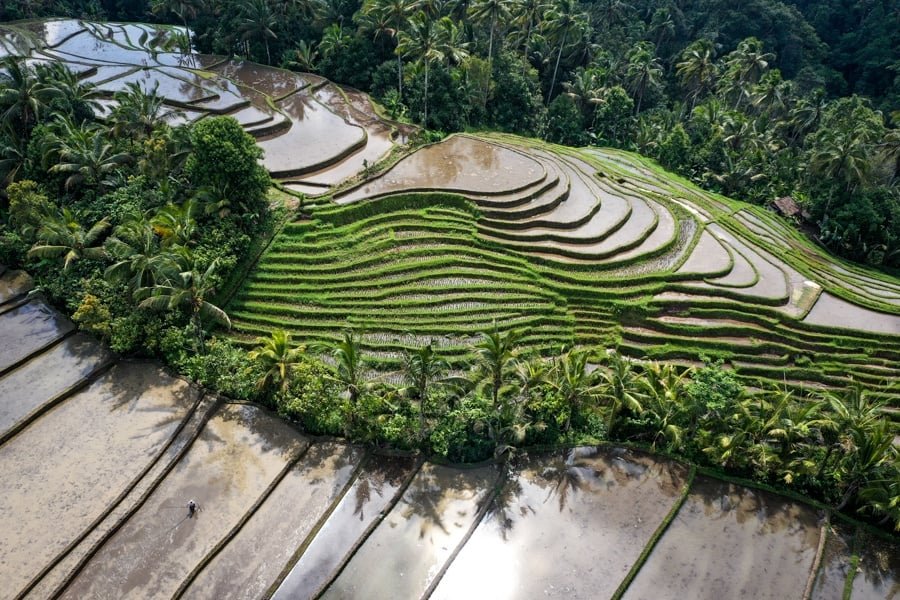 increíbles terrazas de arroz