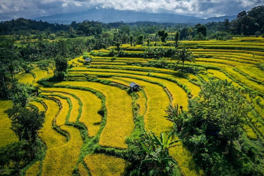 bali drone fotografía acompañantes campos de arroz amarillo