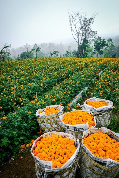 Campos de flores de caléndula y cestas en Bali
