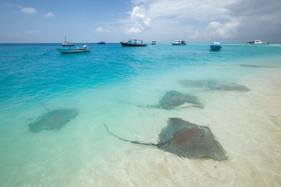 Rayas nadando en la playa de Fulidhoo Maldivas