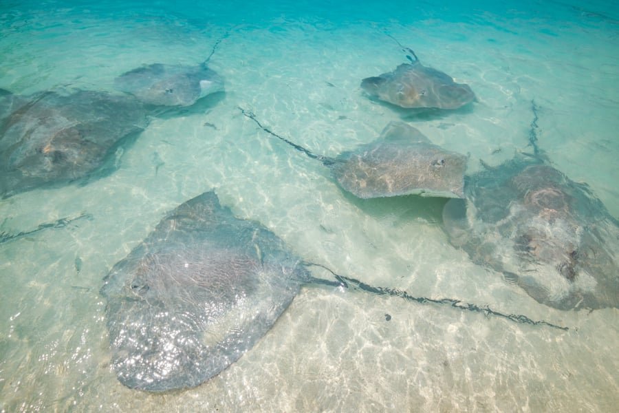 Grupo de rayas nadando en aguas poco profundas