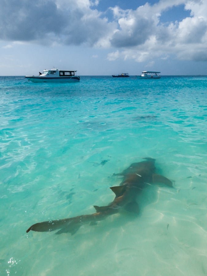 Tiburón nodriza nadando en la isla Fulidhoo en las Maldivas