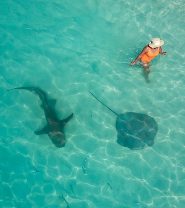 Mujer nadando en el agua con un tiburón y una raya