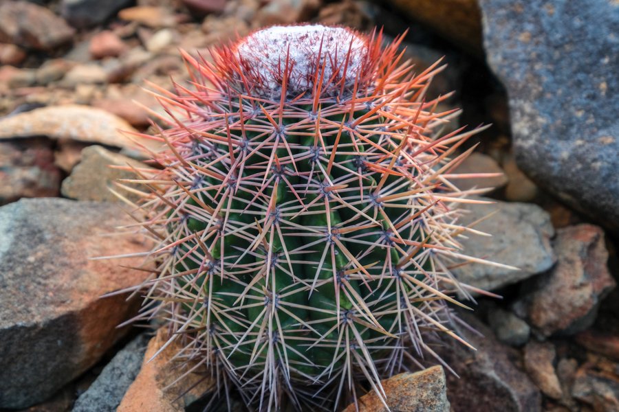 Parque Nacional Cactus Arikok