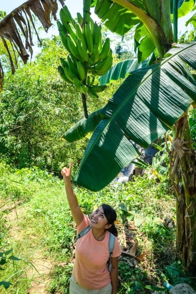 Árbol de plátano