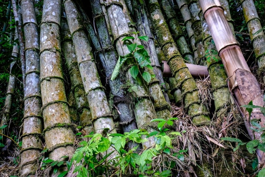 Bosque de bambú en la cascada de Tumimperas en Sulawesi