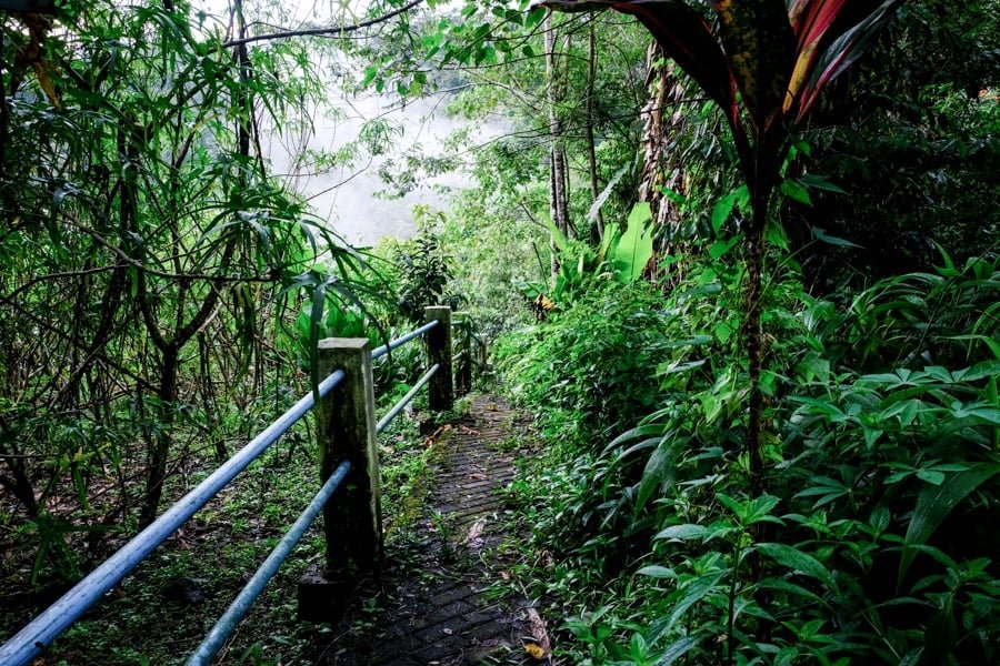 Camino de entrada cubierto de vegetación selvática hacia la cascada Kanderawatu