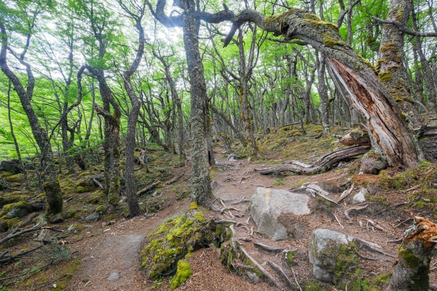 Camino del bosque musgoso