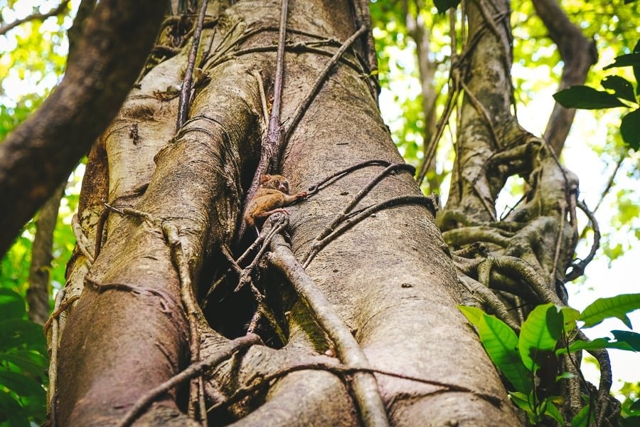 Tarsier escondido en un árbol en la Reserva Natural del Parque Nacional Tangkoko en Sulawesi, Indonesia