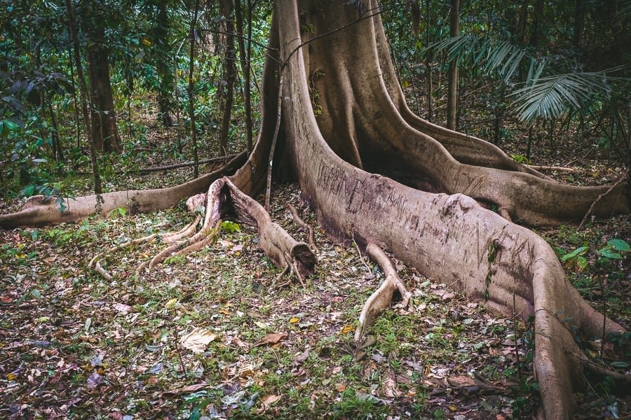 Raíces gigantes en la Reserva Natural de Tangkoko en Sulawesi, Indonesia