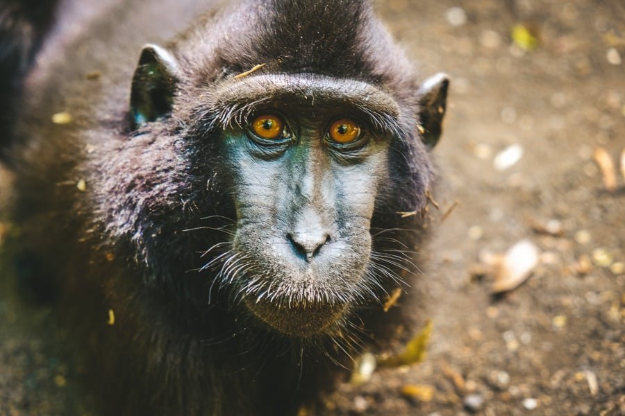 Monkey en la Reserva Natural del Parque Nacional Tangkoko en Sulawesi, Indonesia