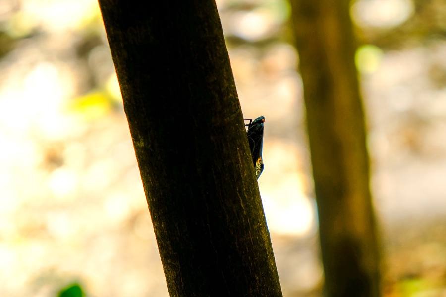 CICADA ENCUESTA EN LA RESERVA NATURALMA DE TANGKOKO en Sulawesi, Indonesia
