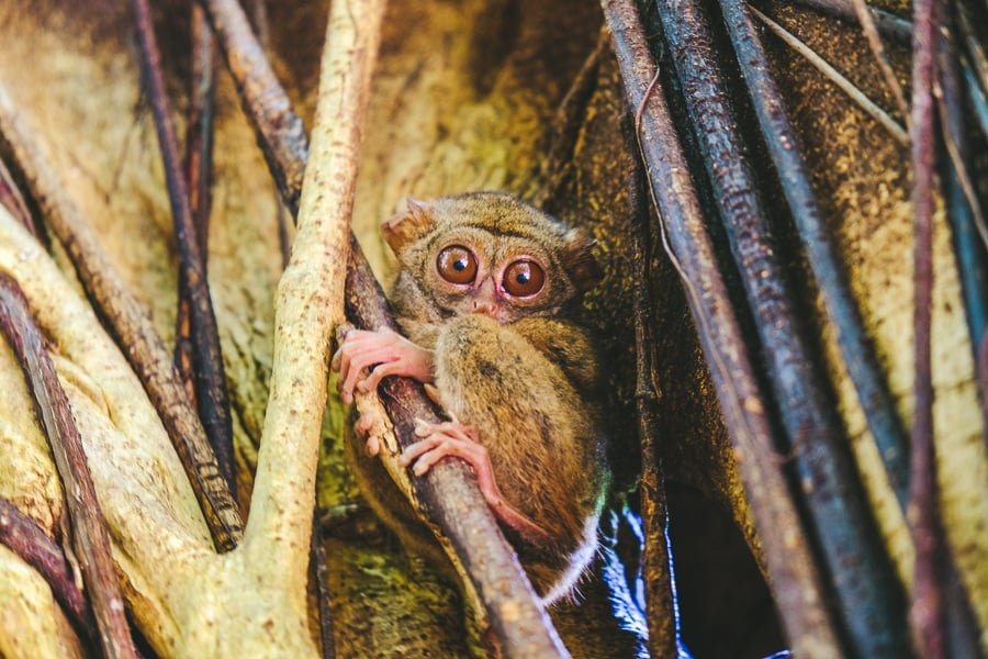 Tarsier en una rama de árboles en la Reserva Natural del Parque Nacional Tangkoko en Sulawesi, Indonesia