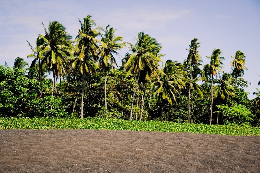 Las palmeras en una playa de arena negra en la Reserva Natural de Tangkoko en Sulawesi, Indonesia