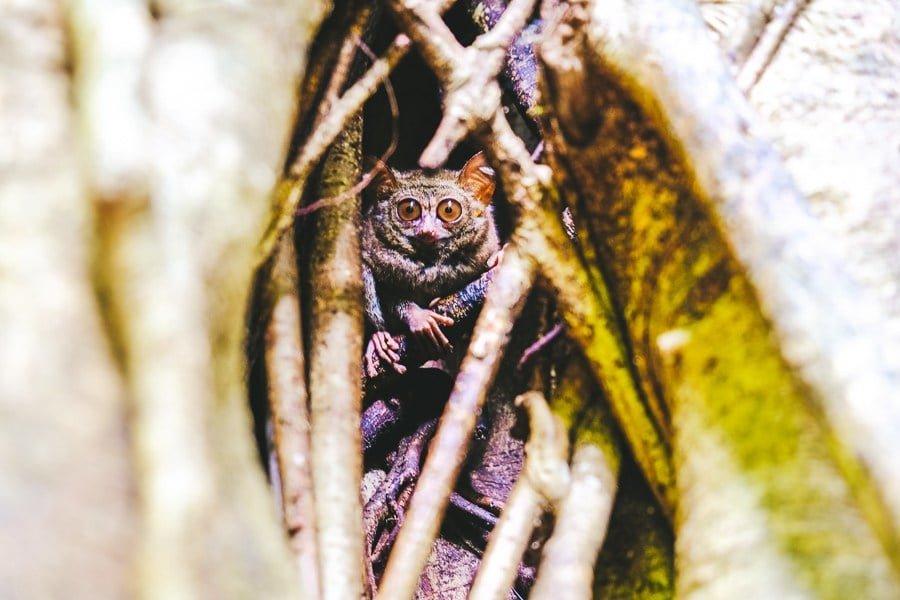 Tarsier escondido dentro de un árbol en la Reserva Natural de Tangkoko en Sulawesi, Indonesia