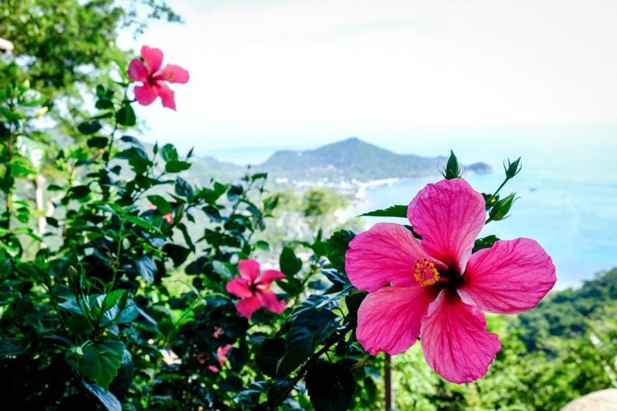 Punto de vista de la cumbre en Koh Tao